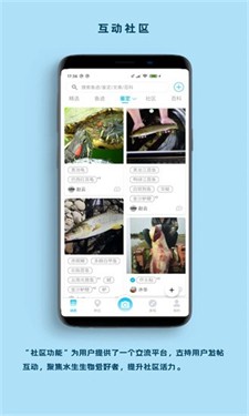 看鱼图3