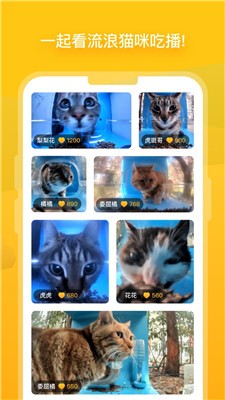 哈啰街猫图1