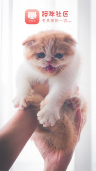 猫咪社区图2