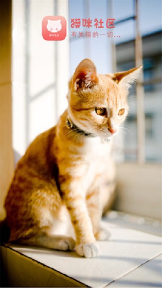 猫咪社区图1
