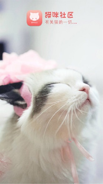 猫咪社区图4